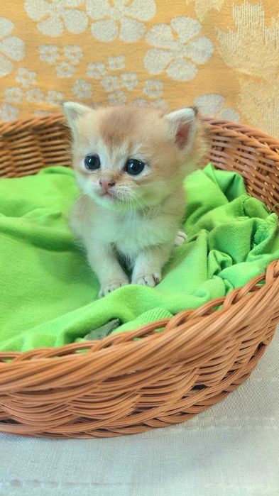 Шотландские котята