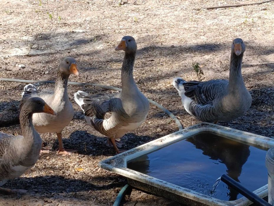 Casal de gansos de Toulouse