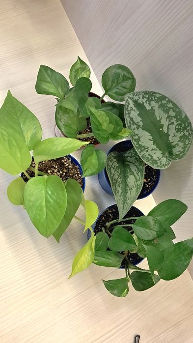 Набір кімнатних квітів