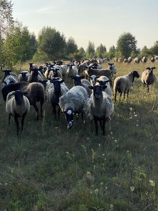 Продам М'ясо Баранина