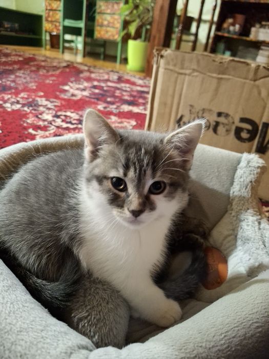 Віддам в люблячі ручки