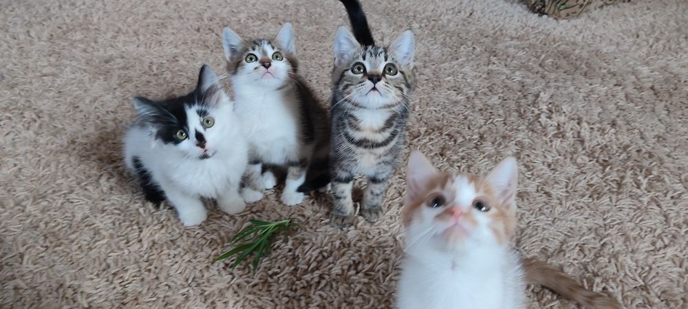 Віддам кошенят, отдам котят безкоштовно