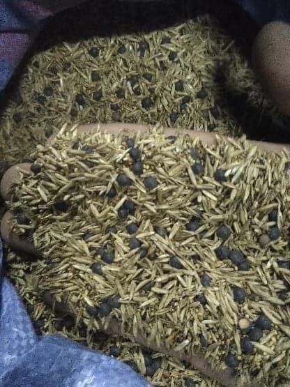 wyka ozima, koniczyna inkarnatka, życica, mieszanka gorzowska