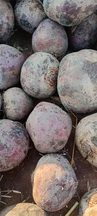 Marchew buraczek pietruszka seler