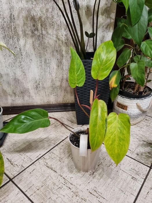 Фiлодендрон ( Fhilodendron)