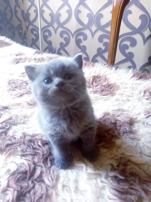 Kotka Brytyjska niebieska rodowód WCF