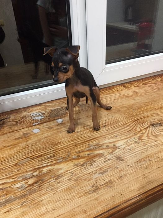 Мальчик той терьер