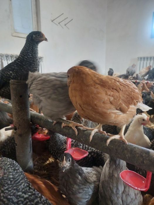 Продам Курей-несушек, Доставка безкоштовна!