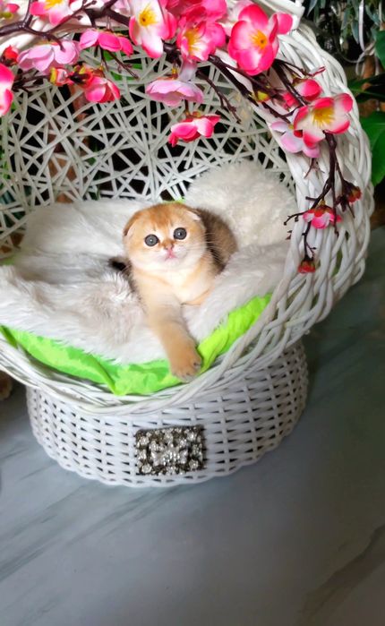 Ласковые лапочки, котята золотая шиншилла.
