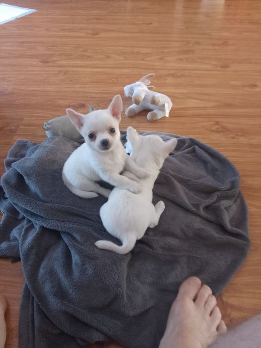 Chihuahua Biały Piesek