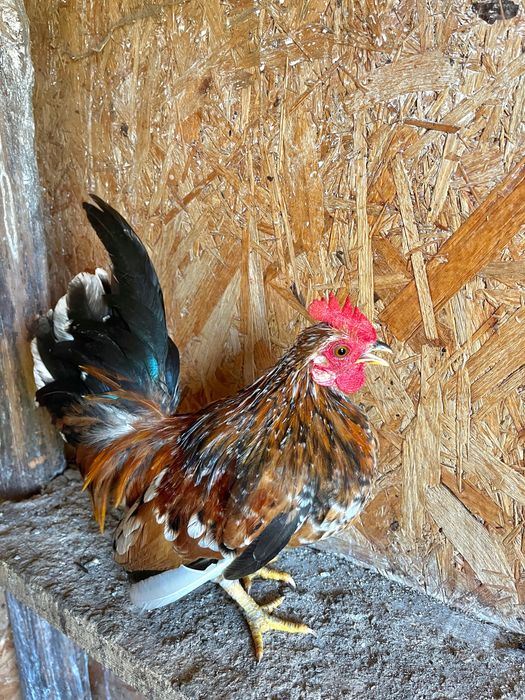 Para seram i karzelki