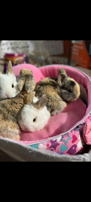 Супер мини и стандарт кролики декоративные