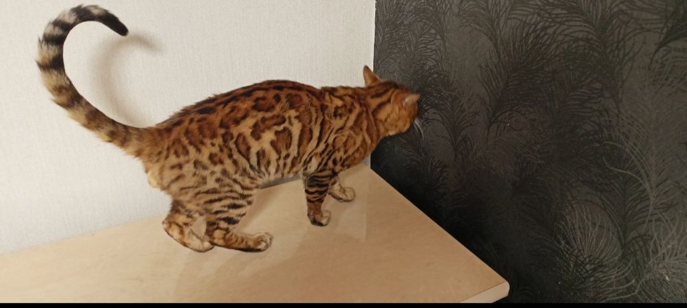 В'язка бенгальського кота