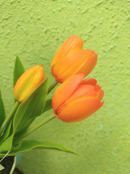 Kwiat drzewko tulipany