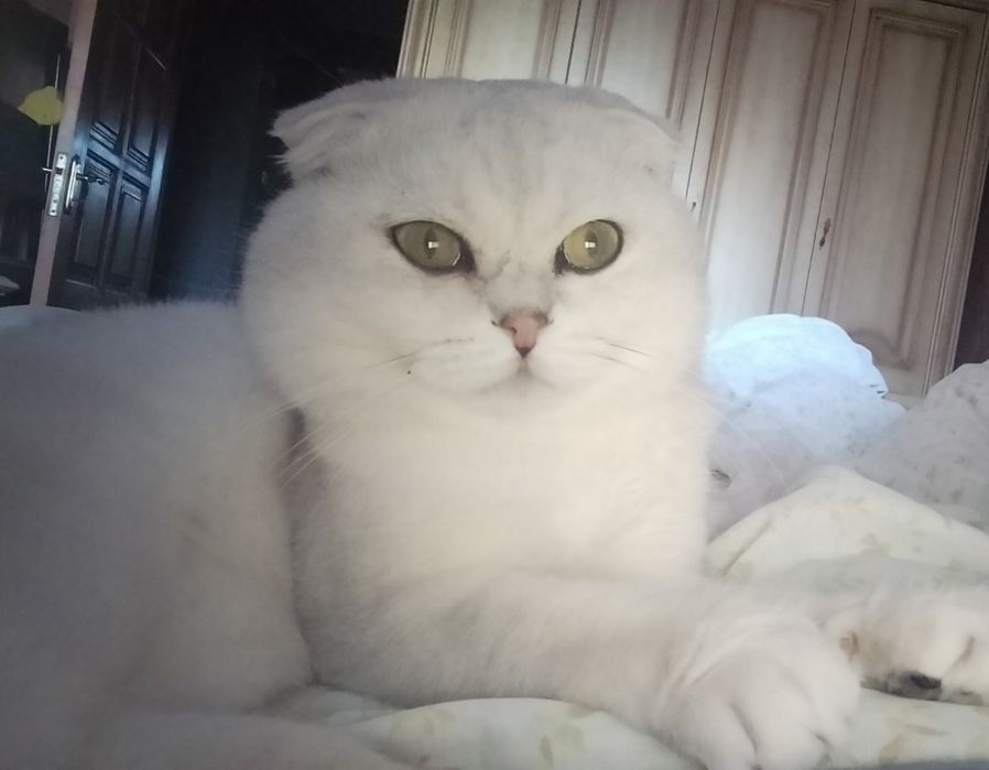 В'язка котів шотландська шиншила