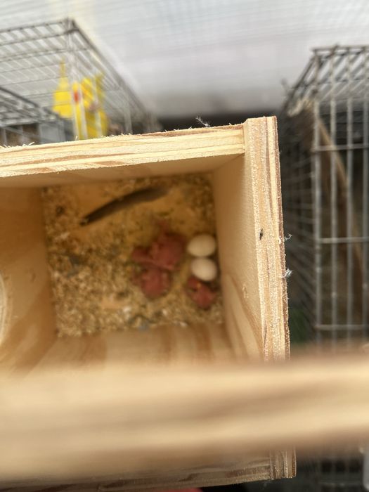 Casal de agapornis e periquitos