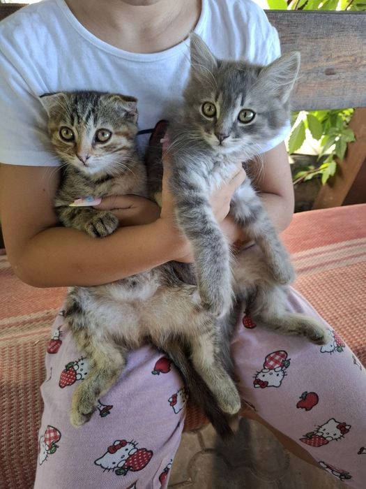 Кошеня дівчинка (вісловушка), 2 міс, безкоштовно