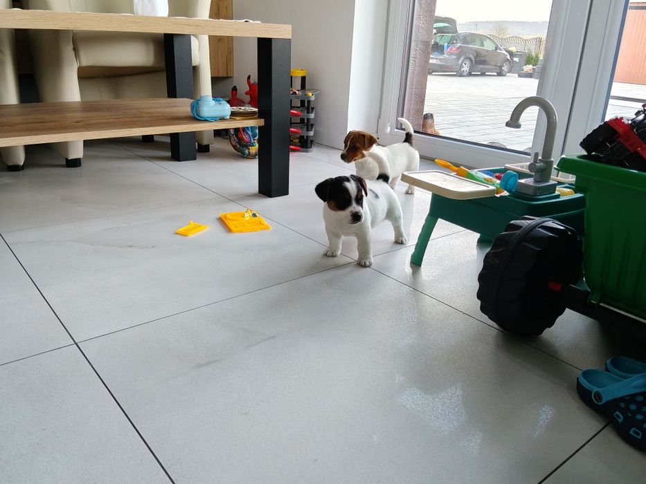 Szczeniak piesek Jack Russell Terrier