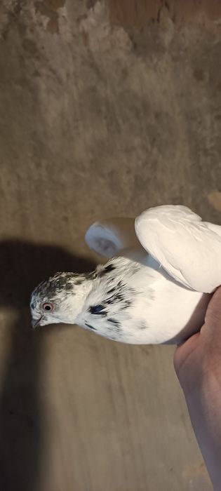 Sprzedam gołębie różne rasy