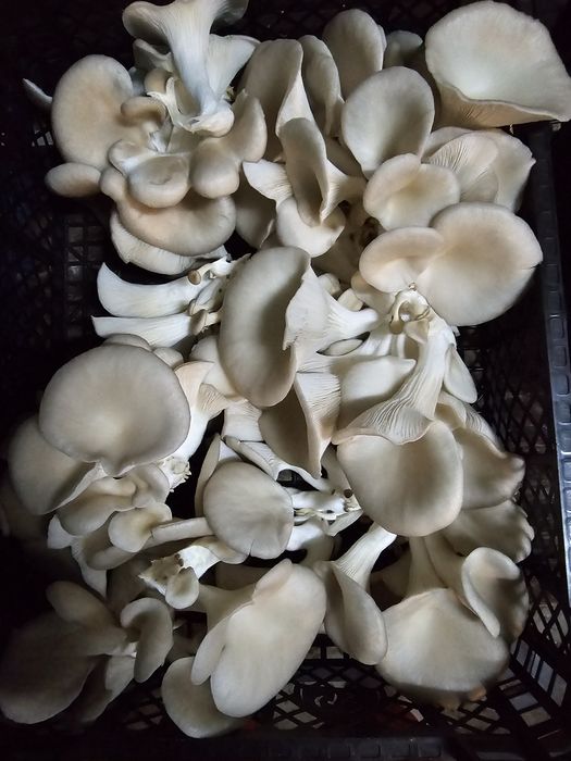 Sprzedam świeżego boczniaka