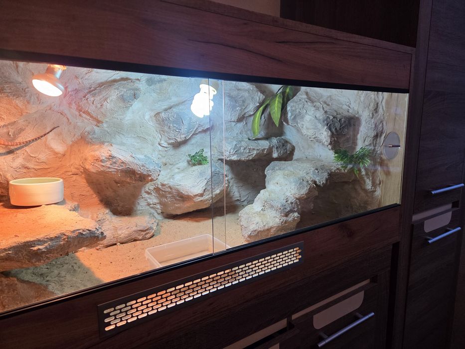 Terrarium 120x60x60 + Agama Brodata Orange + Pełne Wyposażenie