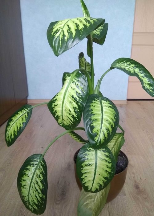 красивое взрослое комнатное растение диффенбахия/цветок