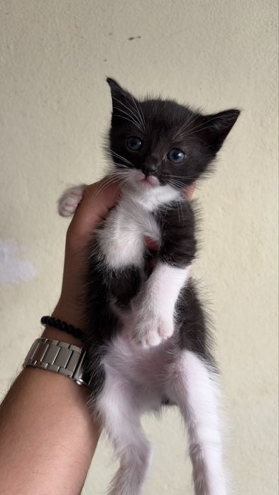 Dou gato e gata