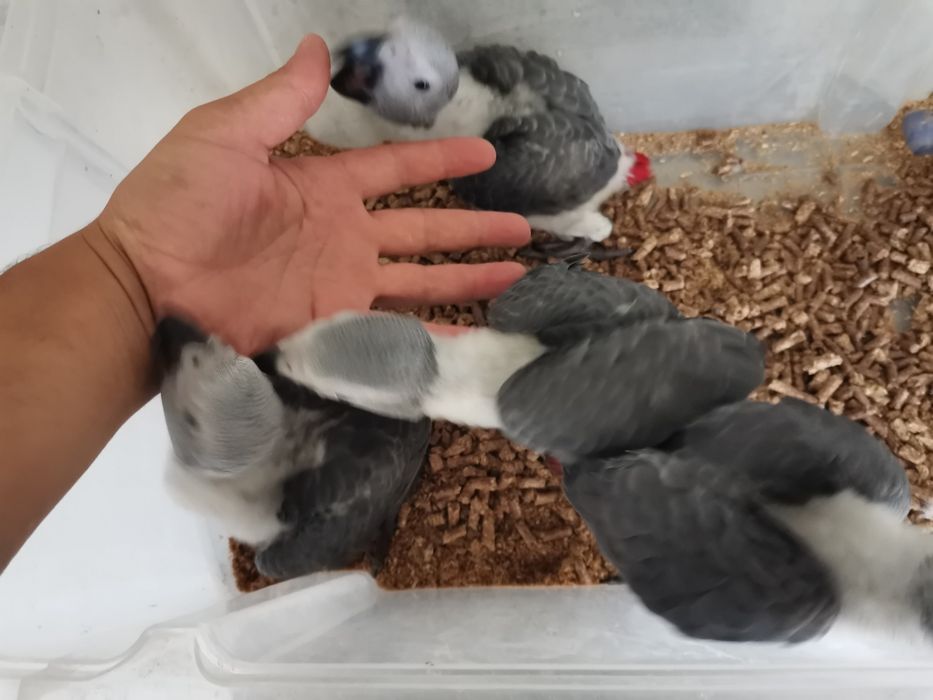 Papagaio cinzento para acabar de criar à mão
