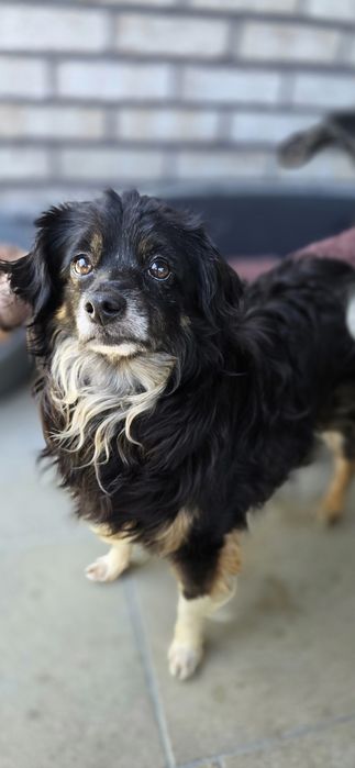 Do adopcji sunia
