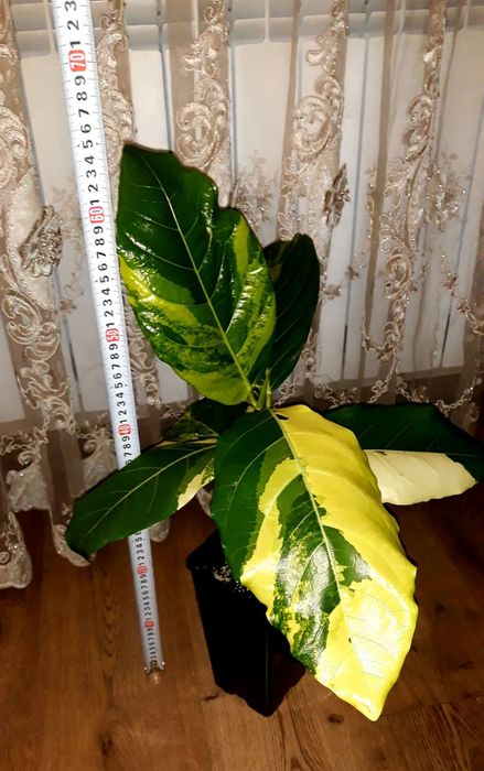 Акція!!! Ficus Septica Select Clone  Aurea. Фікус.Не Філодендрон