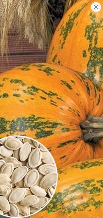 Насiння гарбуза украiнська багатопiдна 100 гр