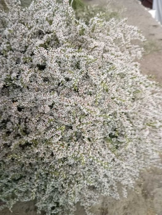 suchy kwiat zatrwian tatarski 2025