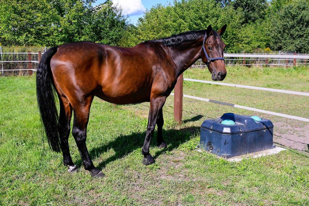 Poidło niezamarzające, dwukomorowe, Kerbl