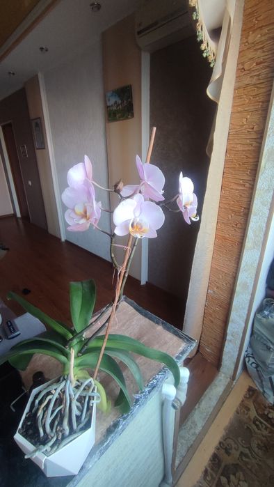 Орхідея гарна щяс цвіте