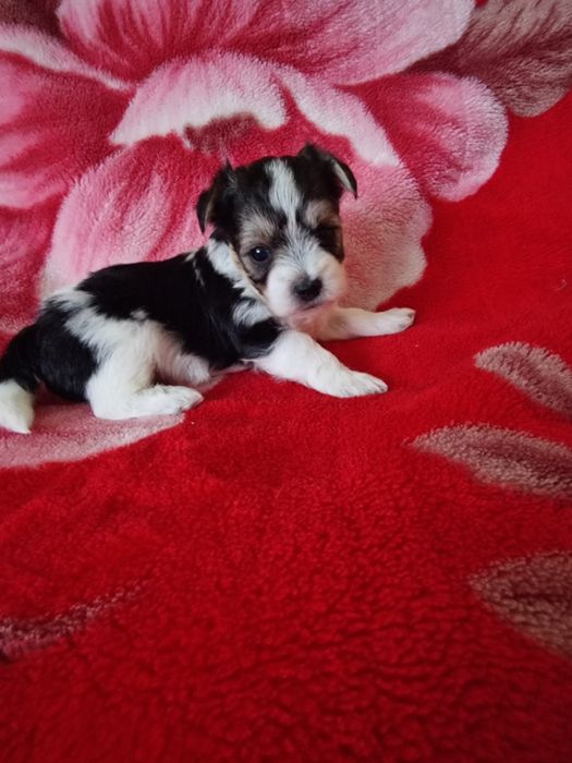 York Biewer samczyk tricolor