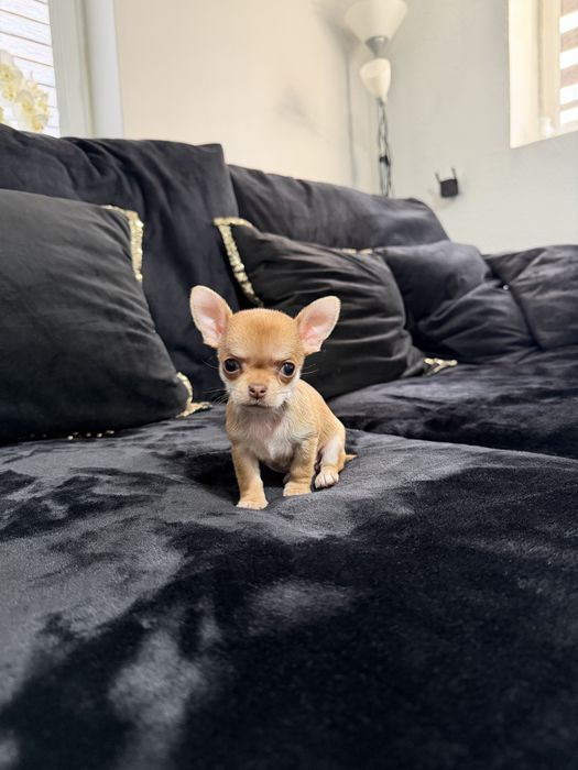 chihuahua krótkowłosa suczka