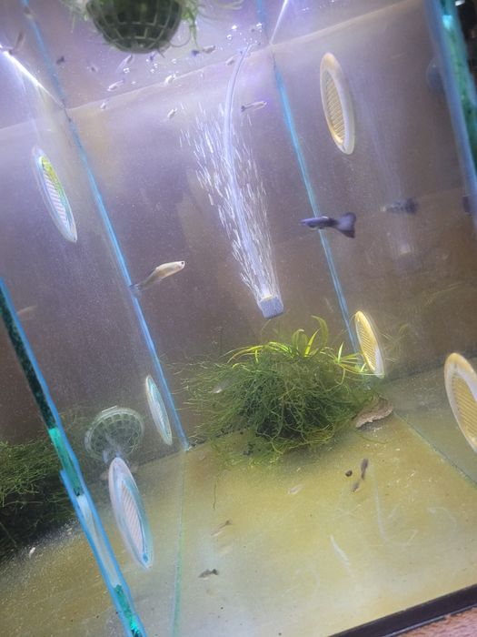 Guppy blue moscow juvenis (2 meses)