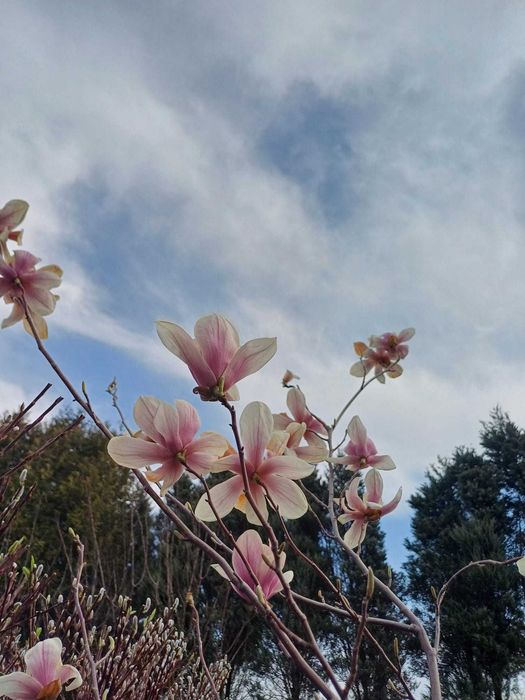 Magnolie różne odmiany klony palmowe rododendrony wierzba pleciona