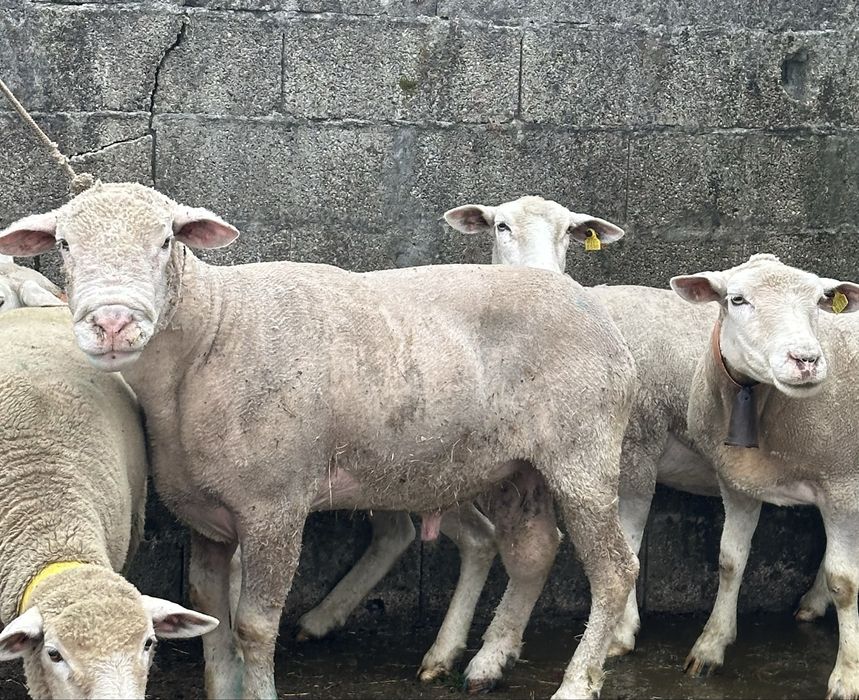 Ovelhas ìle de france puras e cruzadas prenhas e carneiro reprodutor