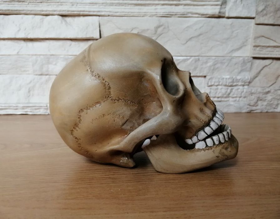 Gipsowa czaszka człowieka / ludzka