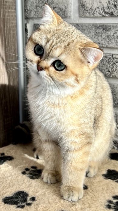 Британские котята кошка кіт кошеня кішечка золота шиншила британські