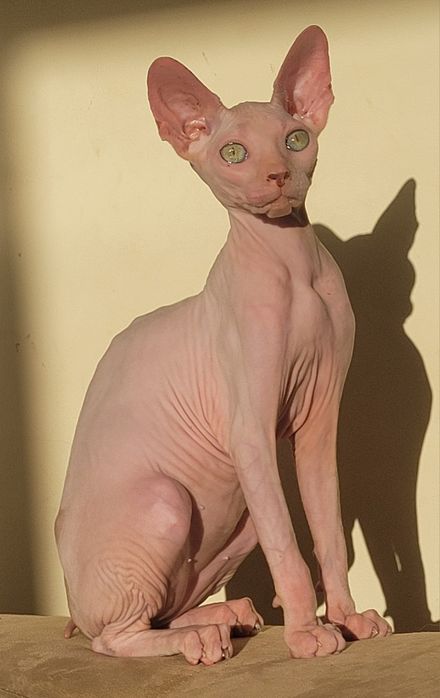 Sphynx macho lindo