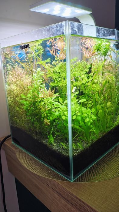 akwarium kostka optiwhite  19L