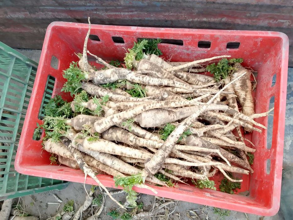 pietruszka ziemniaki denar lili soraya