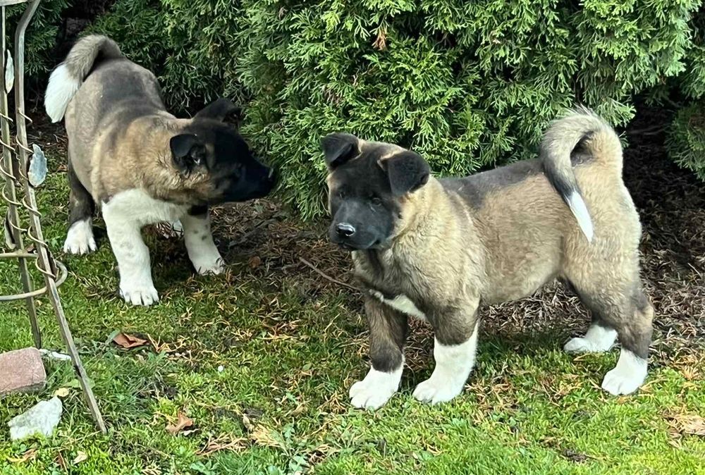 Американська акіта