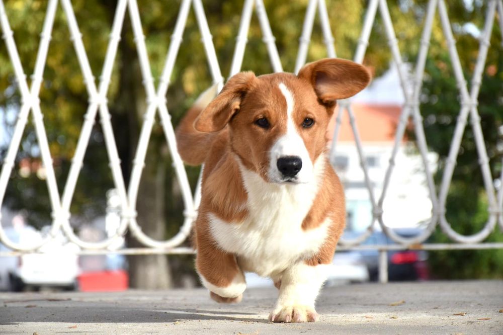 Welsh Corgi cardigan de excelência