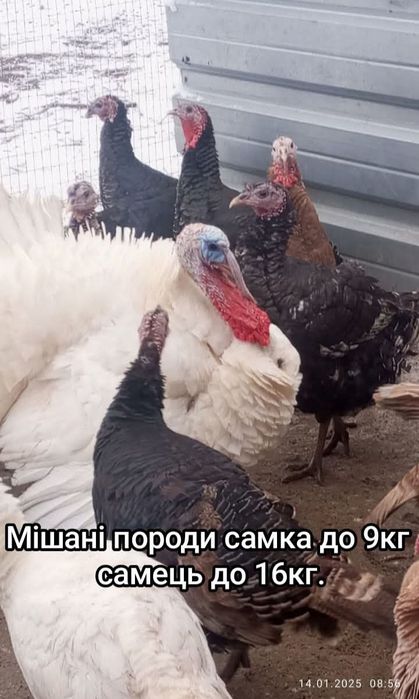 Інкубаційне яйце індиків помісь порід