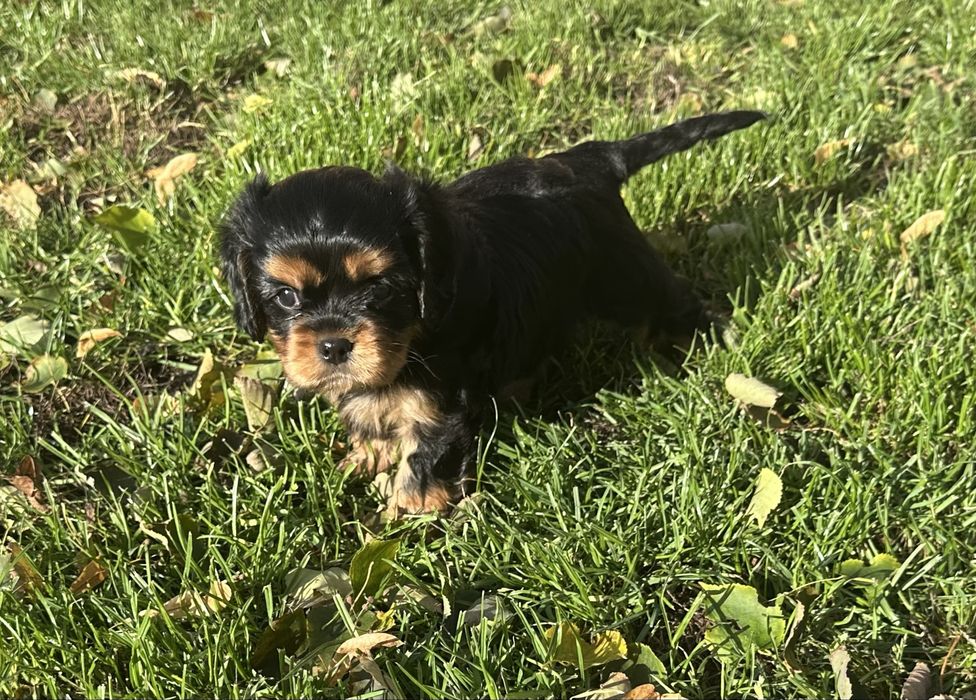 Cavalier King Charles Spaniel ZKwP (FCI)