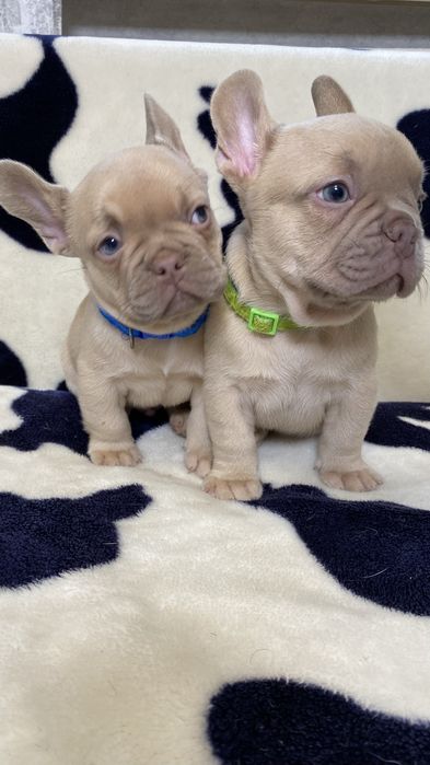 Французький  будьдог