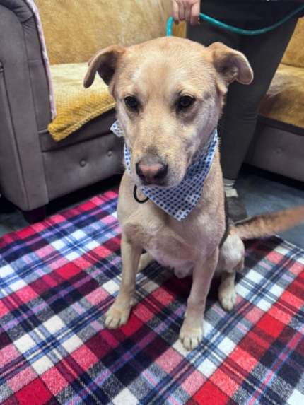 Piesek około 3 lata